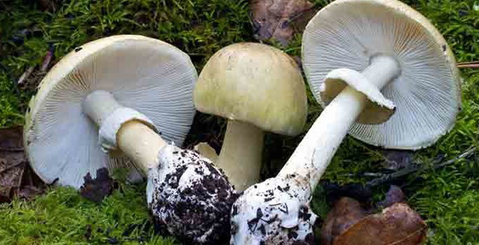 Dünyanın en zehirli mantarını yemişler! Kız öldü anne yaşam savaşı veriyor