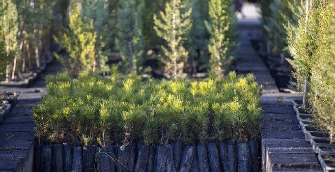 Tarım ve Orman Bakanlığı: 11 milyon fidan toprakla buluşacak