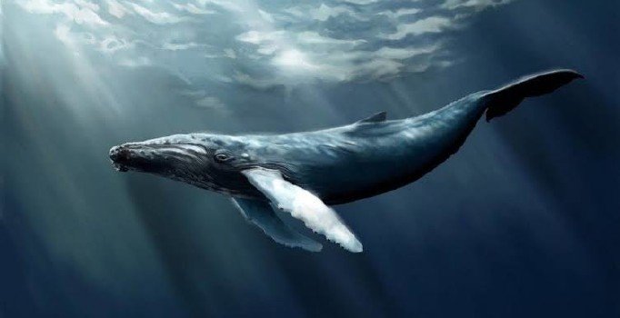 'Mavi balina' TBMM raporunda: 150 gencin intiharı ile bağlantılı