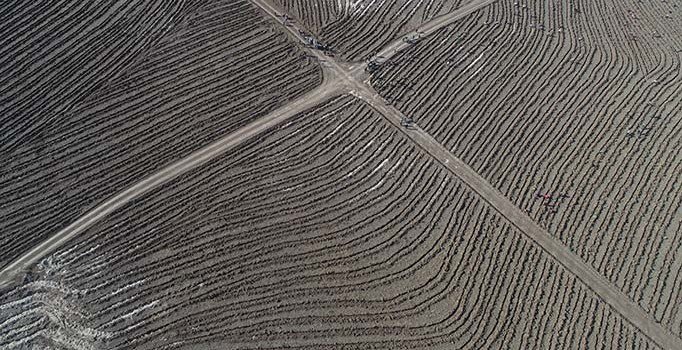 Çorum, fidan dikme etkinliğinde Guinness Rekorlar Kitabı'na girdi