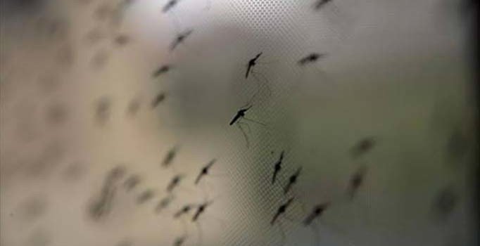 Taiz'de humma salgını nedeniyle OHAL ilan edildi