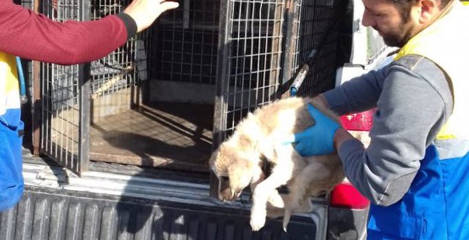 Açlıktan bitkin düşen yavru köpeğe yardım eli