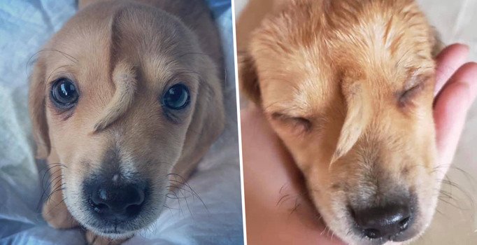 Minik köpeğin alnında kuyruk çıktı