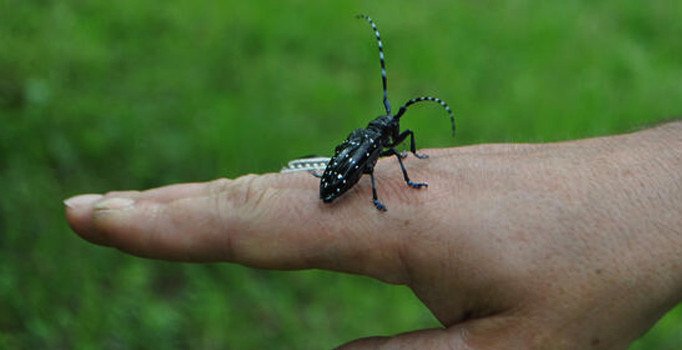 Kahverengi kokarca böceği nedir? Nasıl baş edilir? Görüldüğü yerde  öldürülebilir