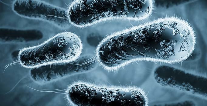 Tarihin en ölümcül hastalığı veba Çin'de hortladı