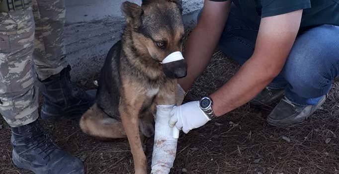 Resulayn'da Mehmetçik'ten yaralı köpeğe şefkat eli