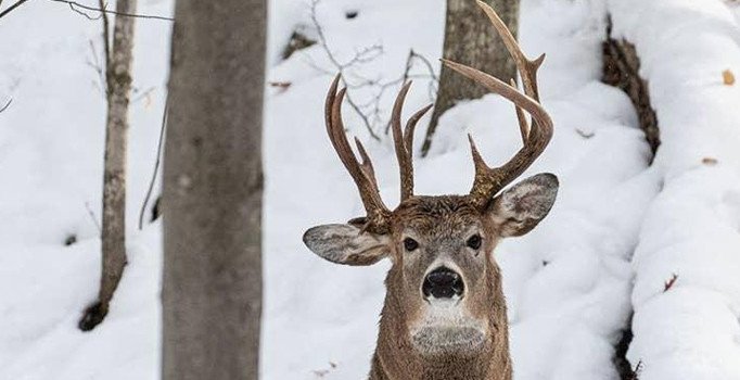 "Milyonda bir görülen" üç boynuzlu geyik görüntülendi