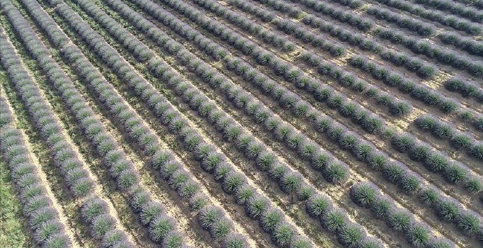 Hazine arazilerini kiralayan şebekeye baskın: 4 şüpheli yakalandı