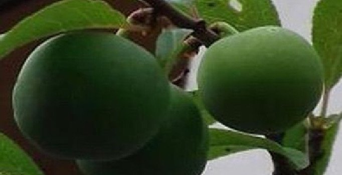 Sakarya’da erik ağacı Kasım ayında meyve verdi