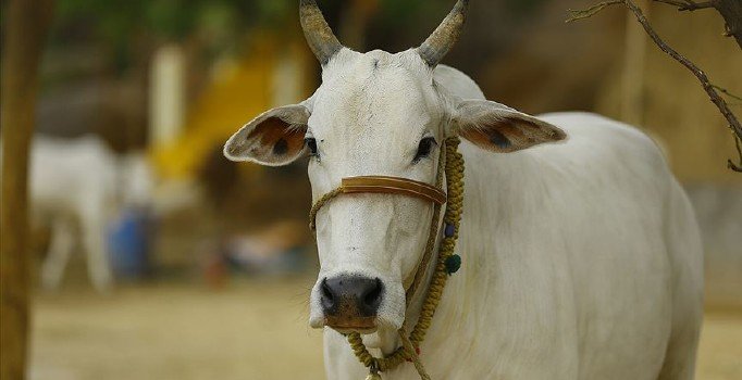 Boğaya çarpmamak için ani fren yaptı, 12 kişi öldü