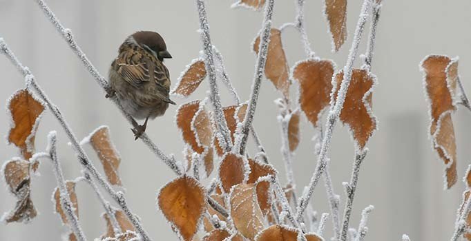 7 ilde sıcaklık gece sıfırın altına düştü