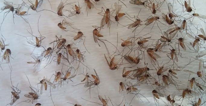 5 bin sivrisineği incelediler! Batı Nil Ateşi virüsüne dikkat