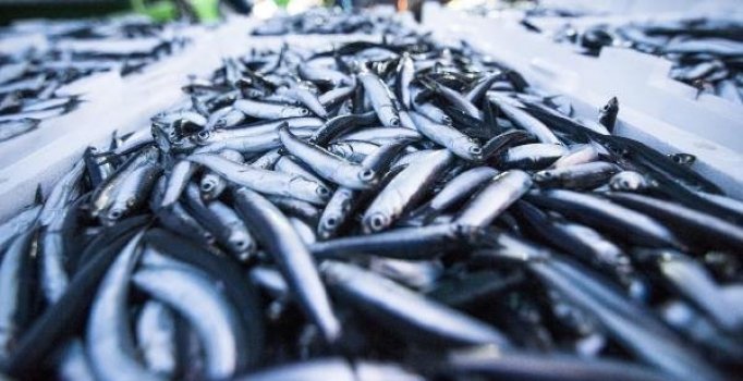 Karadenizli bu sene hamsiye doydu