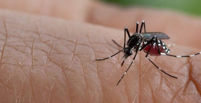 Malezya'da bu yıl dang hummasından 162 kişi öldü