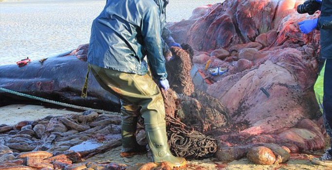 Karaya vuran balinanın midesinden 100 kilogram çöp çıktı