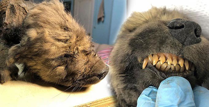 Rusya'da bulunan 18 bin yıllık canlının gizemi