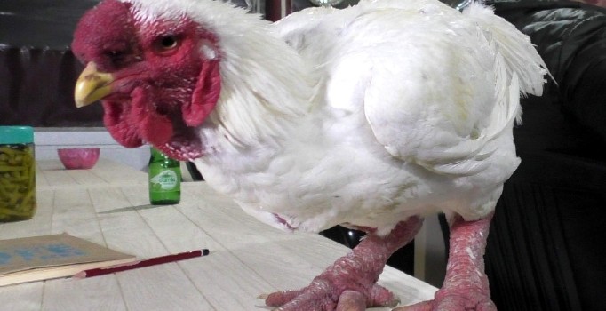 Bu horozun bir kap çorbası 350 dolar