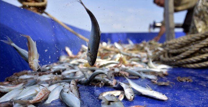 Hamsi Batı Karadeniz'i terk ediyor