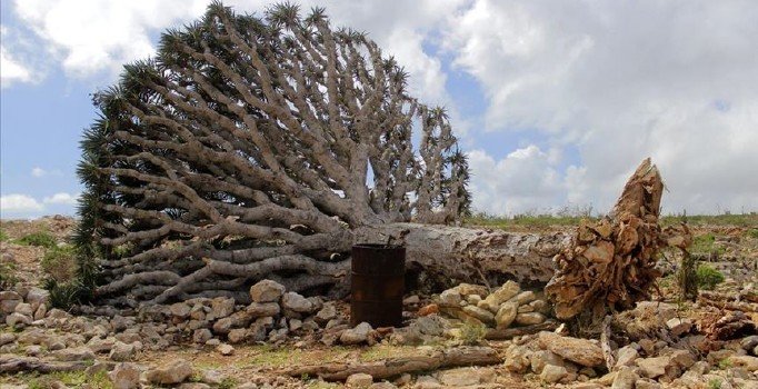 Yemen'in Sokotra Adası'nı fırtına vurdu