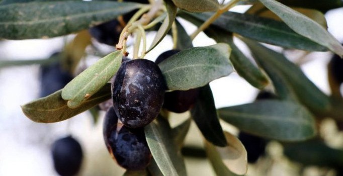 Rüyada zeytin görmek iyi midir kötü müdür? Rüyada zeytin görmenin tabiri