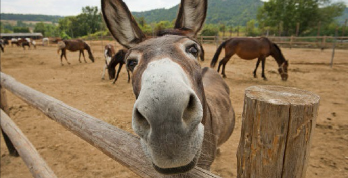 Antalya’da sokağa bırakılan eşek sahiplendirildi