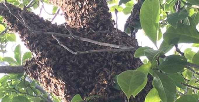 Binlerce arı Muhammed Ali’nin evine akın etti!