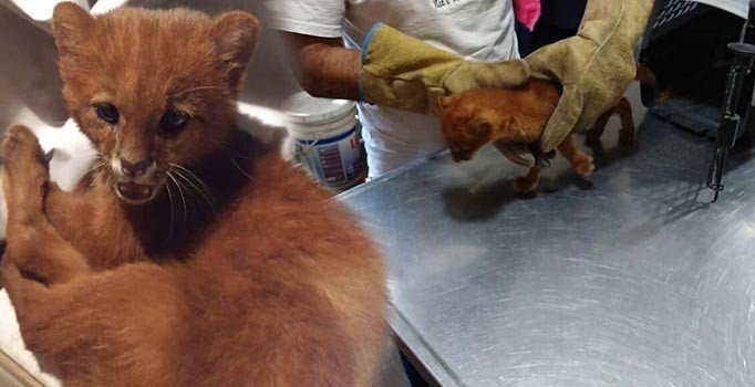 Pumayı yavru kedi zannedip 2 ay evinde besledi