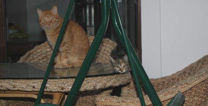 Ordu'da sokak kedisi 4 kişiyi hastanelik etti