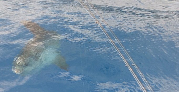 Antalya'da "ay balığı" görüntülendi