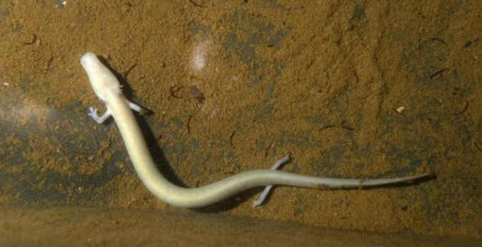 Westeros değil Slovenya: Ejderha yavruları yumurtadan çıktı