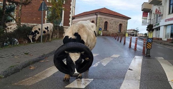 Kafasına araba lastiği takılan ineği vatandaşlar kurtardı