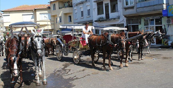 Adalar'da 81 at itlaf edildi, ilçeye hayvan giriş-çıkışı yasaklandı | Ruam hastalığı nedir?