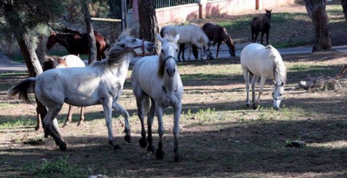 Ruam nedir? Ruam hastalığı atlardan insana bulaşır mı? Hastalık ölümcül mü?
