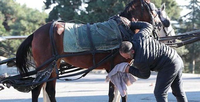Veteriner hekimlerden 'ruam' uyarısı: Atlarla uğraşan insanlar dikkatli olmalı