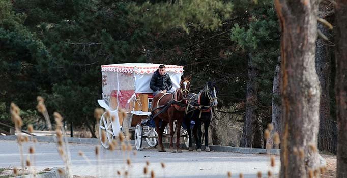 Bolu'da da 'ruam' şüphesi... 8 at karantinaya alındı