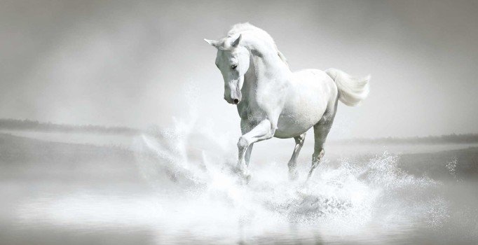 Rüyada beyaz at görmek iyi midir kötü müdür? Rüyada beyaz at görmenin