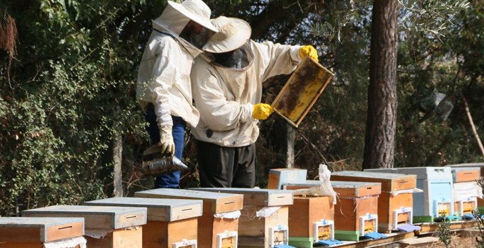 Bal üreticileri 'sıcak havadan' tedirgin