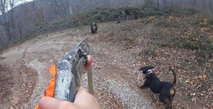 Domuz saldırısını kask kamerası ile görüntüledi