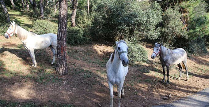 Adalar Kaymakamlığından at sahipleri hakkında suç duyurusu