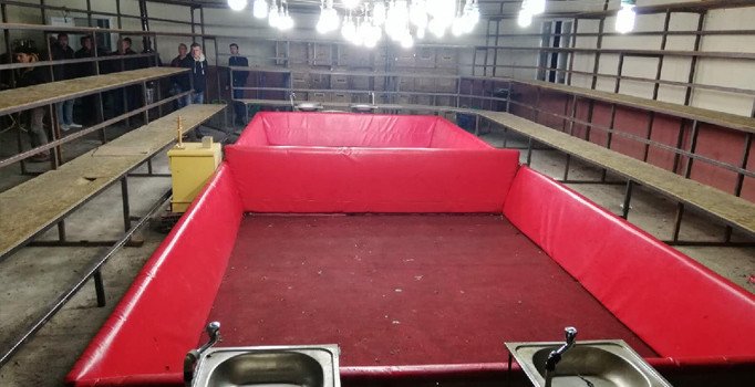 Kanatlı hayvanları koruma derneğinde horoz dövüşü