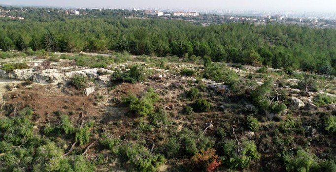 Mersin'de bin 511 ağacı kesen kişi tutuklandı