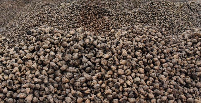 Şeker kotaları belirlendi, 2 milyon 700 bin ton oldu