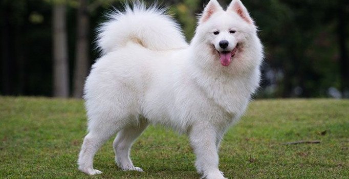 Rüyada beyaz köpek görmek ne anlama geliyor? Rüyada beyaz köpek