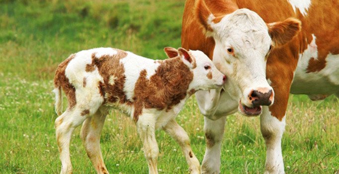 Buzağı desteği yattı mı? 2018 2. dönem ödemeleri ne zaman yapılacak?