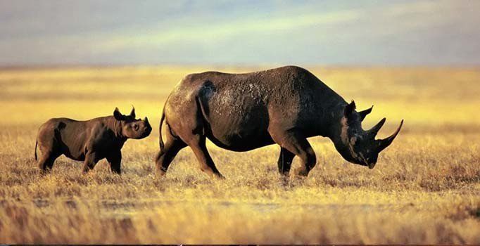 Dünyanın en yaşlı gergedanı Fausta 57 yaşında öldü
