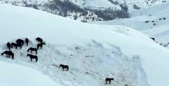Hakkari’de at sürüsü ölüme terk edildi