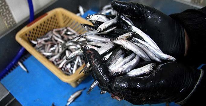 Fırtına balık tezgahlarını vurdu: Hamsinin fiyatı 30 liraya fırladı