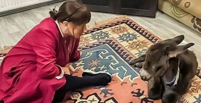 Sezen Aksu sahiplendiği eşek sıpasını yalısında besleyecek