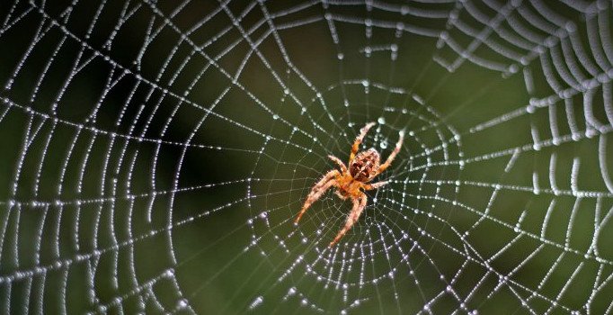 Rüyada örümcek ağı görmek ne anlama geliyor? Rüyada örümcek ağı
