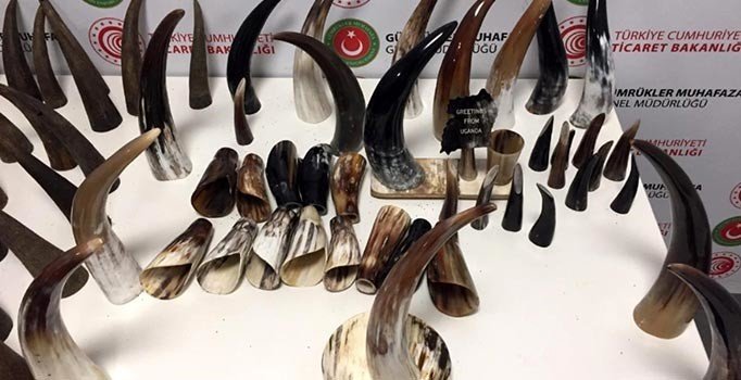 İstanbul Havalimanı’nda 'Bufalo Boynuzu' ele geçirildi